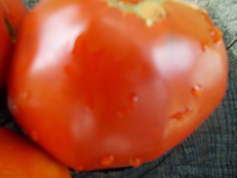  - SEMINTE ROSII - T 1027 ROSIE BOIEREASCA