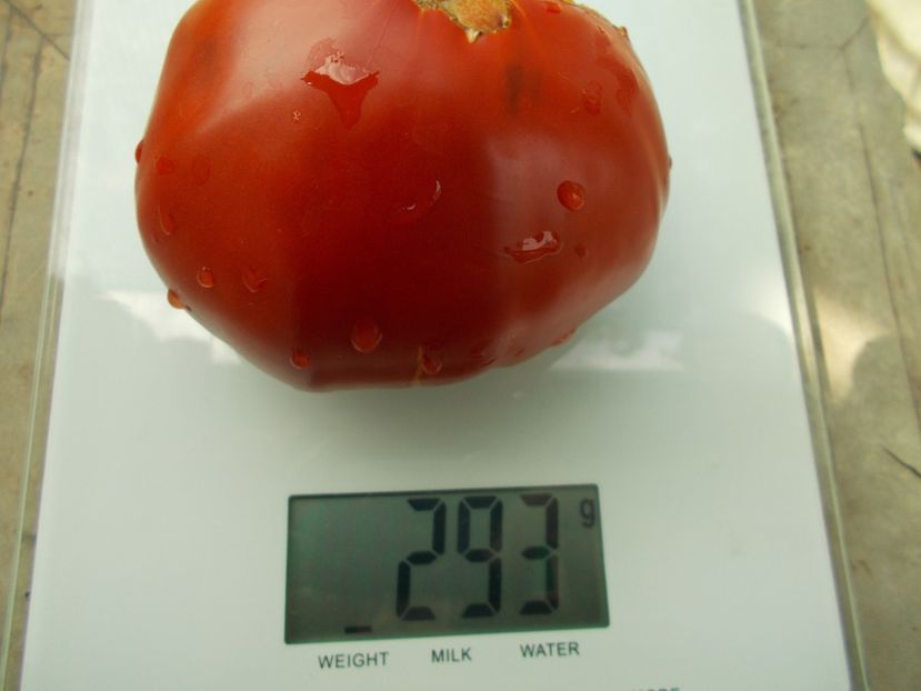  - SEMINTE ROSII - T 1027 ROSIE BOIEREASCA