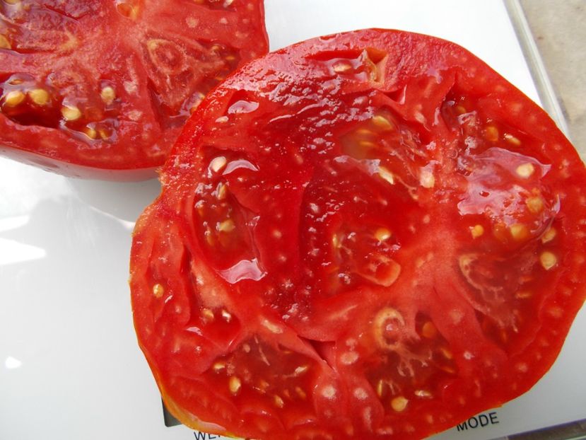  - SEMINTE ROSII - T 1027 ROSIE BOIEREASCA