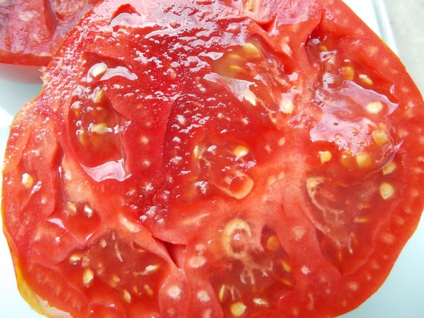  - SEMINTE ROSII - T 1027 ROSIE BOIEREASCA