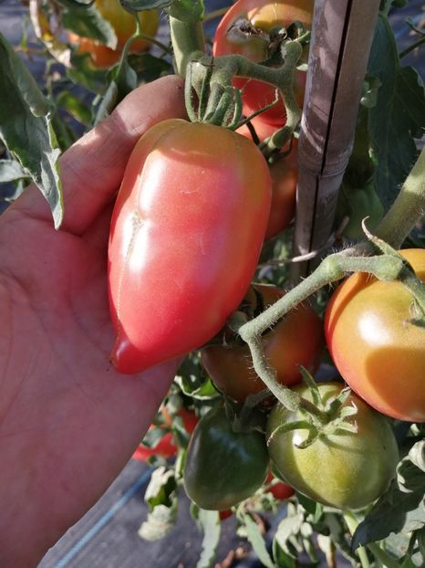  - SEMINTE ROSII - T 1059 RASPBERRY TOMATO PEPPER