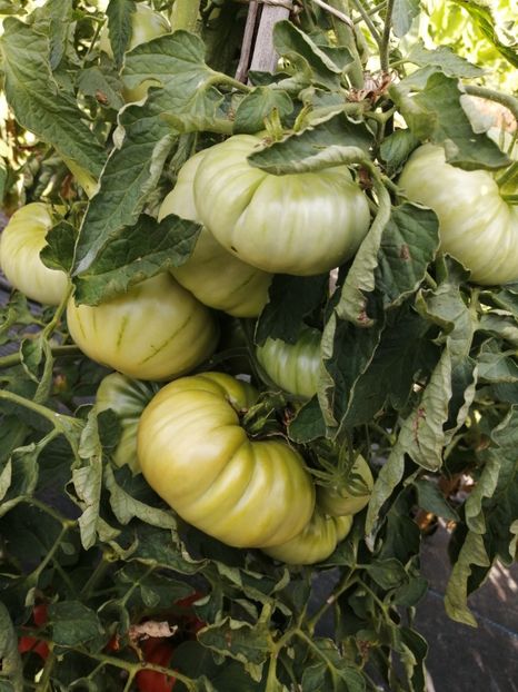  - SEMINTE ROSII - T 1087 EL AMAR