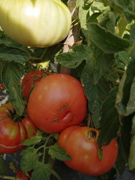  - SEMINTE ROSII - T 1087 EL AMAR