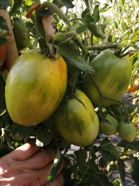  - SEMINTE ROSII - T 1067 KARDINAL