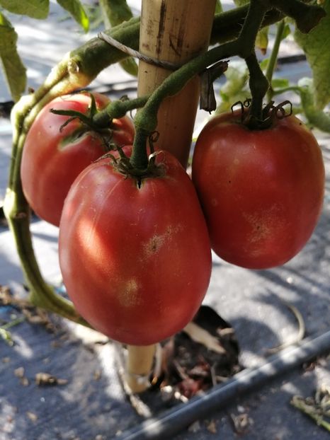  - SEMINTE ROSII - T 1067 KARDINAL