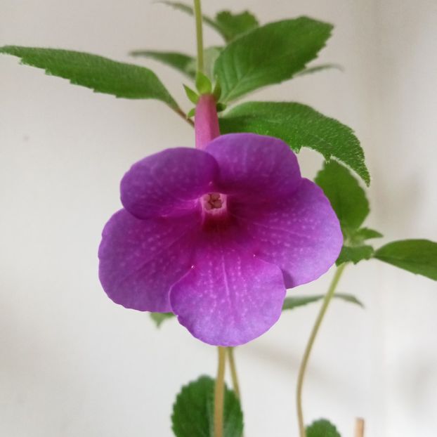 2024 - RFs Mexican Velvet Purple