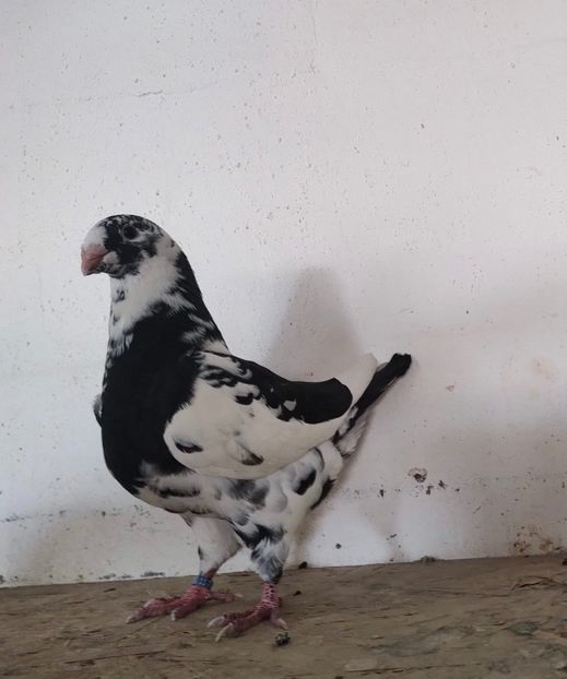 C88A5BC0-192A-4977-BDB6-5C8DF9994D1A - TINERET2024