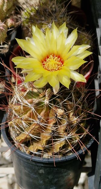  - Ferocactus
