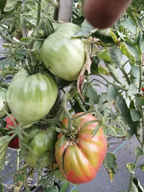  - SEMINTE ROSII - FLEISH WUNDER