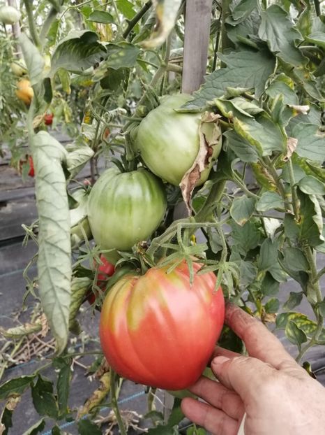  - SEMINTE ROSII - FLEISH WUNDER