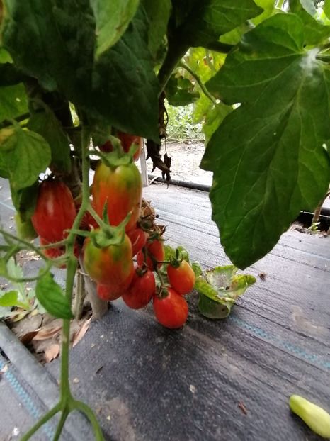  - SEMINTE ROSII - T 1079 TIGER PEAR