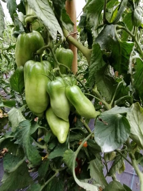  - SEMINTE ROSII - T 820 BIG RAY S ARGENTINA paste