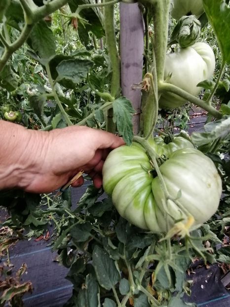  - SEMINTE ROSII - T 409 HESS