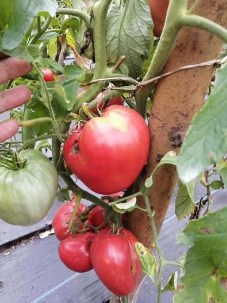  - SEMINTE ROSII - T 1066 BULL S HEART PINK