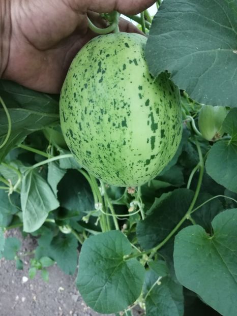  - SEMINTE PEPENE GALBEN - D 219 SNOW LEOPARD