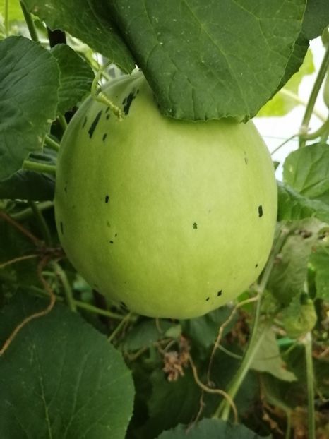  - SEMINTE PEPENE GALBEN - D 219 SNOW LEOPARD