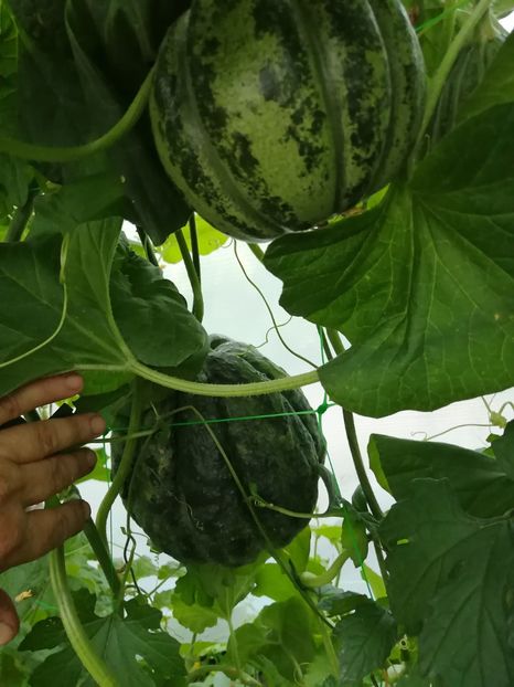  - SEMINTE PEPENE GALBEN - D 220 ZATTA