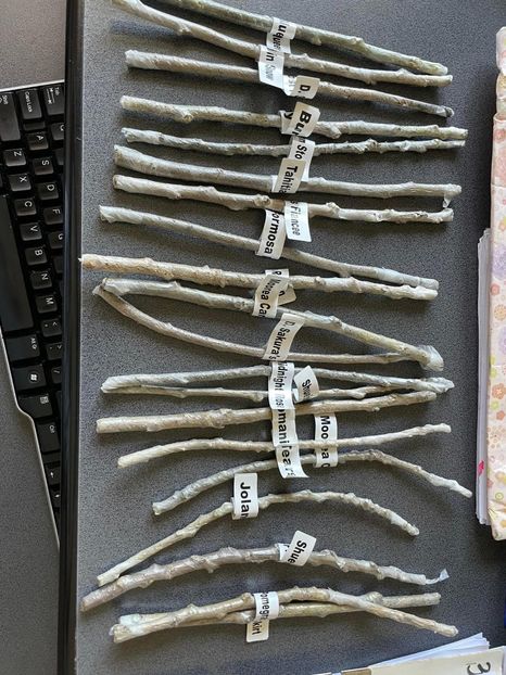  - 001 - Hibiscusi 2024 - 1