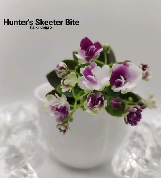 Poza net - Hunter s Skeeter Bite