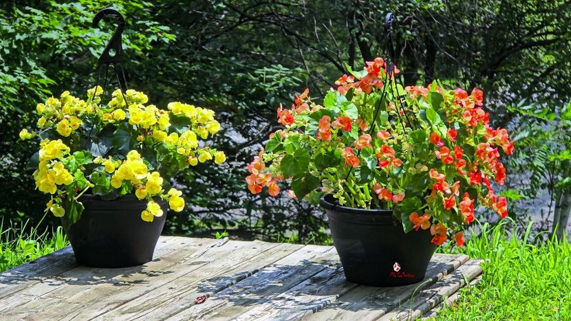 Flowers 2 - E - FLOWERS - Flori