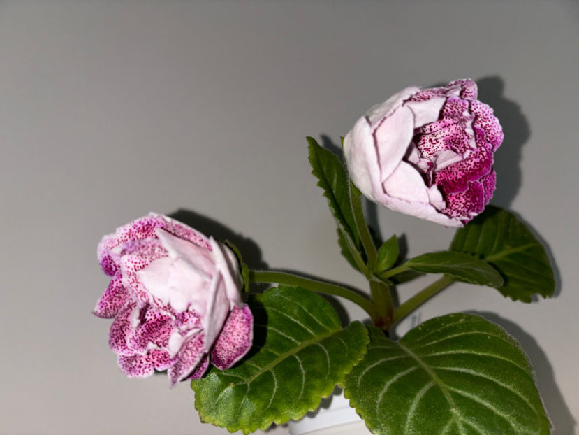  - Plante de interior 2024