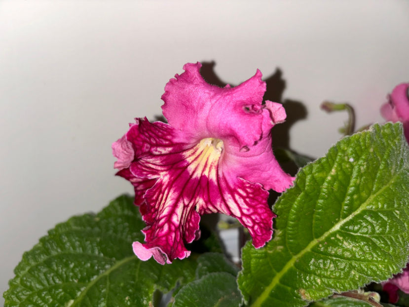  - Plante de interior 2024