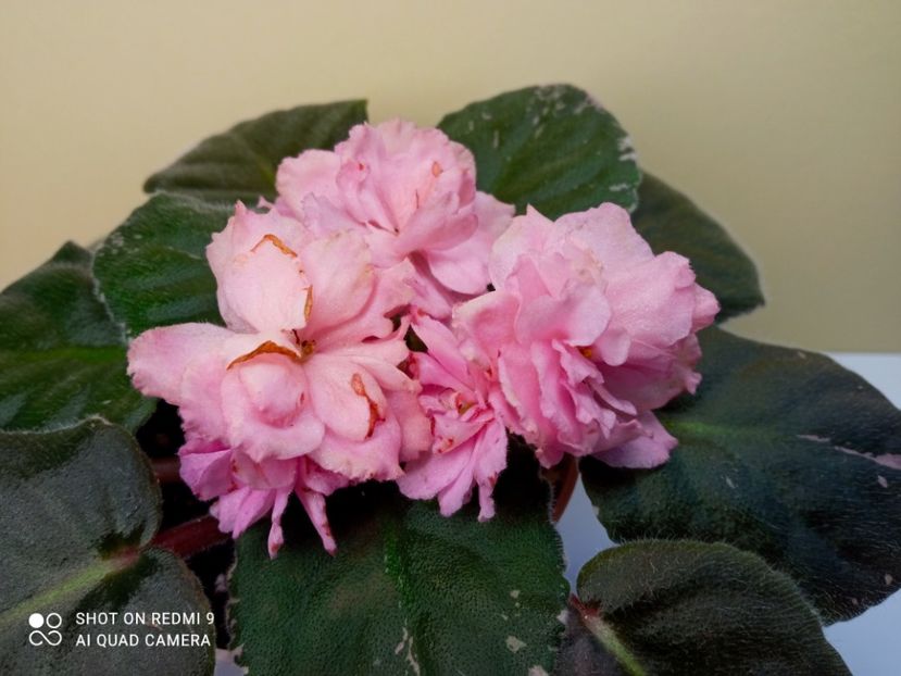  - Colectie Violete africane 2024