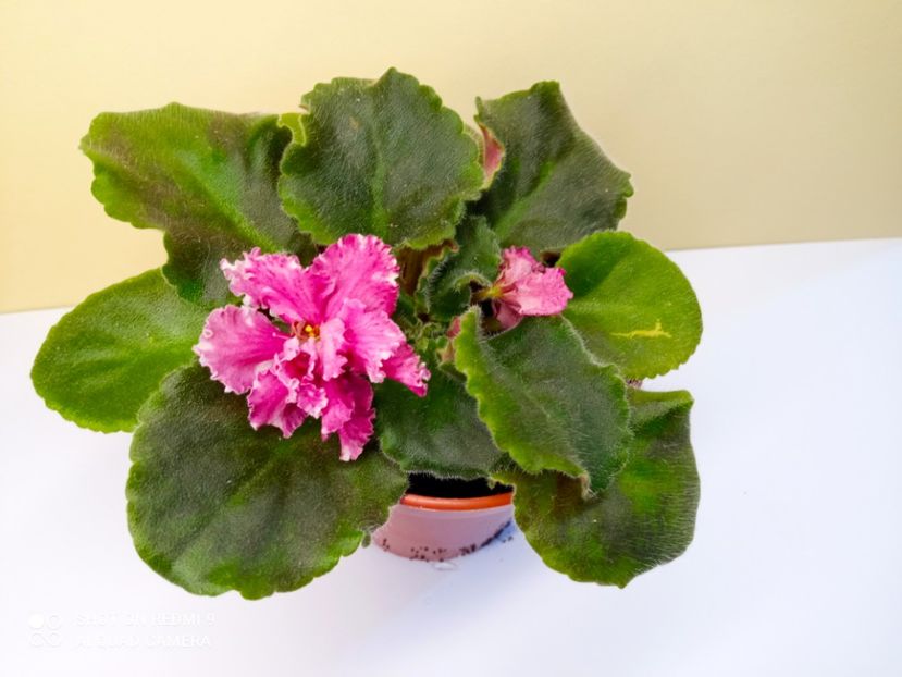  - Colectie Violete africane 2024