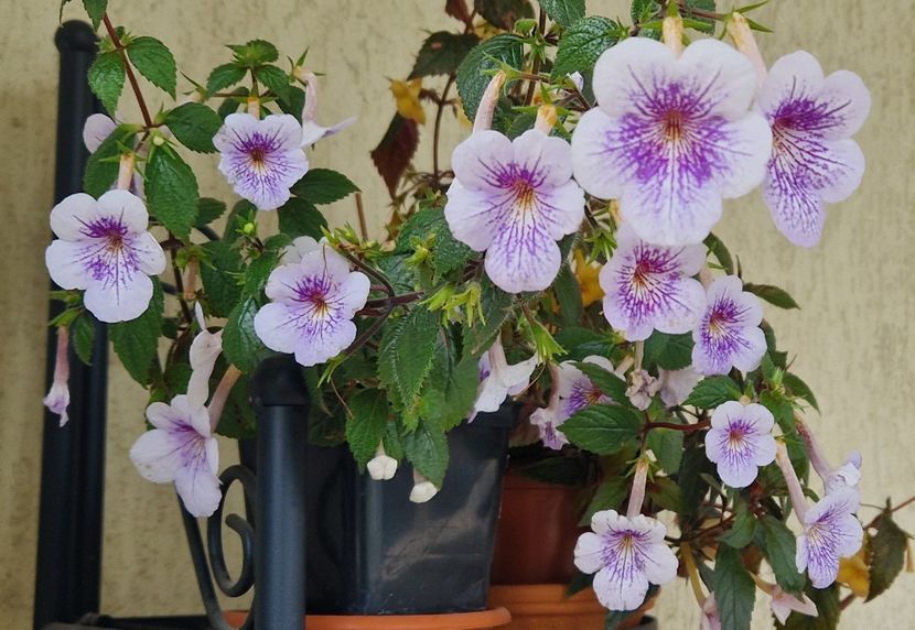  - Ambroise Verschafelt p