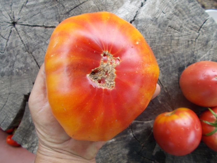  - SEMINTE ROSII - T 409 HESS