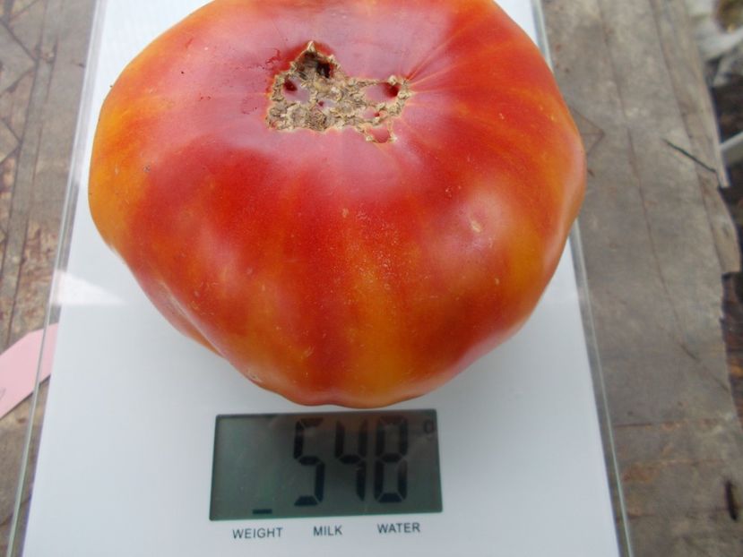  - SEMINTE ROSII - T 409 HESS