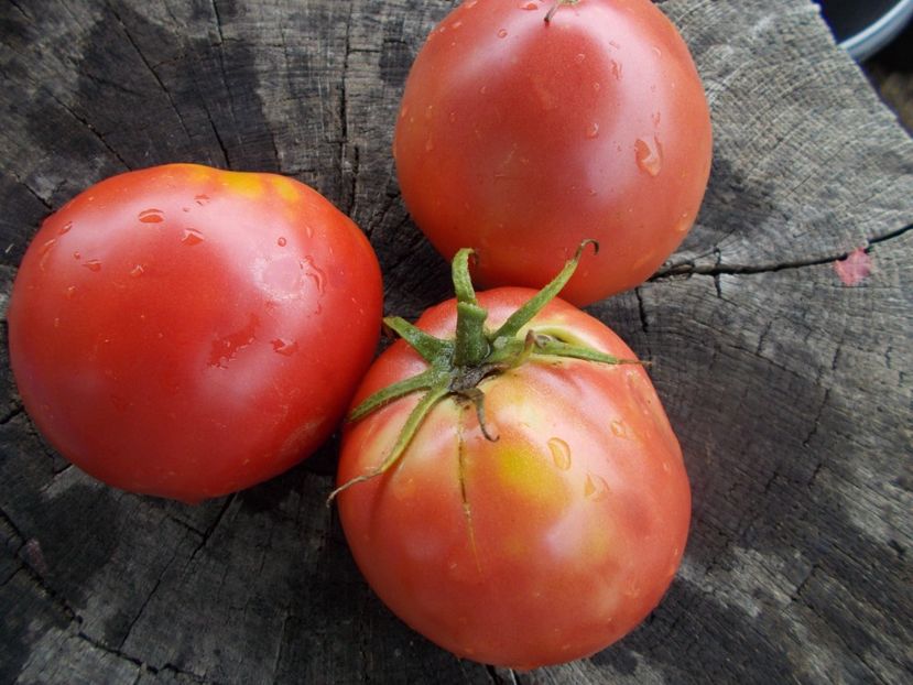 frunze subtiri - SEMINTE ROSII - T 1068 HEART OF ROME