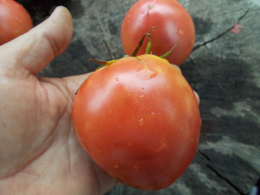  - SEMINTE ROSII - T 1068 HEART OF ROME