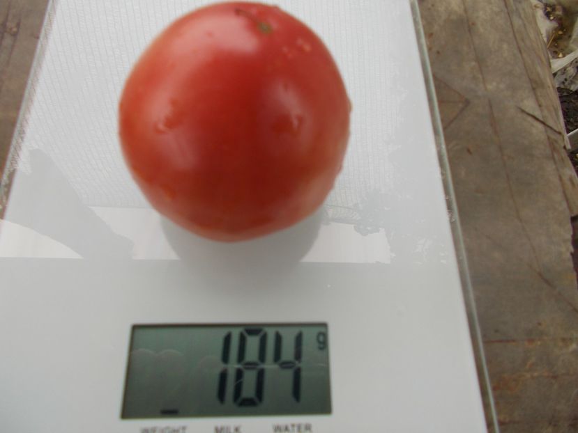  - SEMINTE ROSII - T 1068 HEART OF ROME