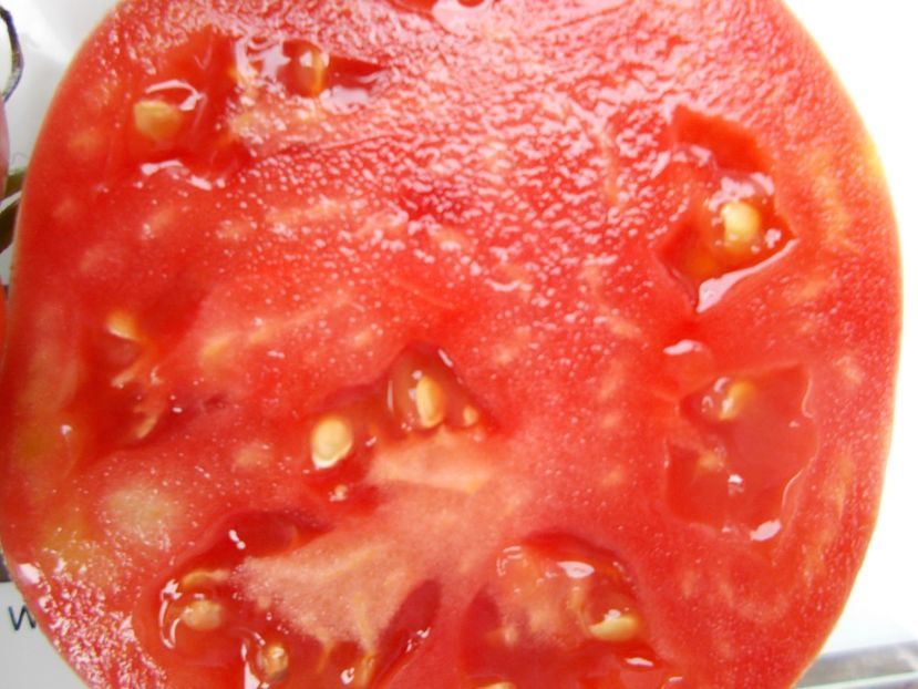  - SEMINTE ROSII - T 1068 HEART OF ROME