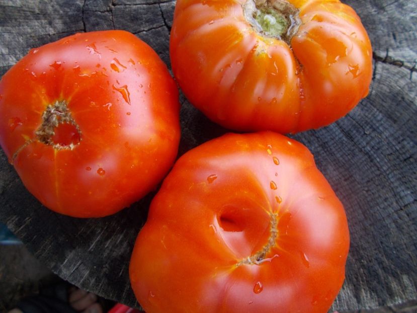  - SEMINTE ROSII - T 1133 YELLOW BRIMMER