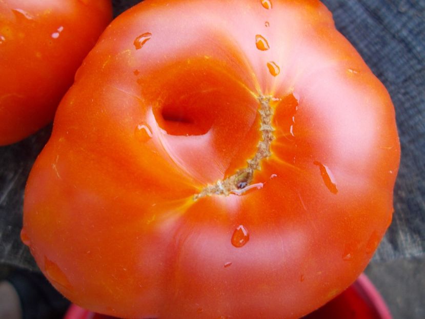  - SEMINTE ROSII - T 1133 YELLOW BRIMMER