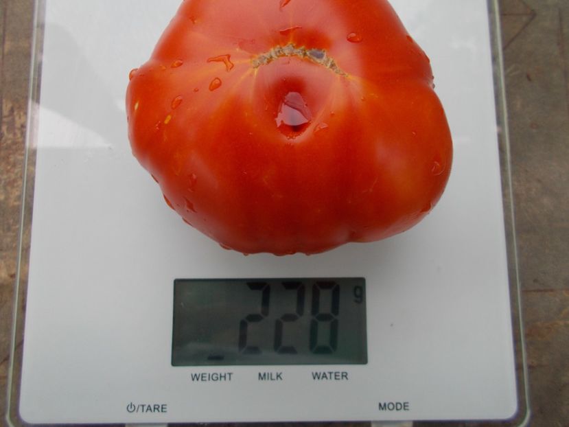  - SEMINTE ROSII - T 1133 YELLOW BRIMMER