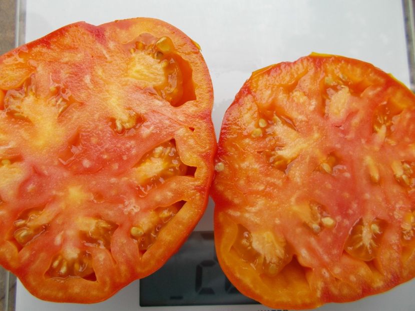  - SEMINTE ROSII - T 1133 YELLOW BRIMMER