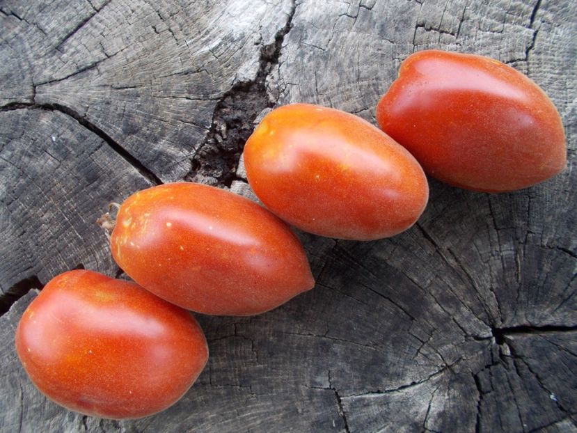  - SEMINTE ROSII - T 1130 SCEHERAZADE