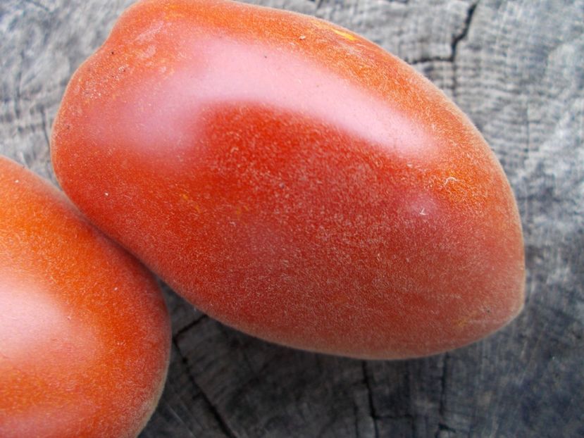  - SEMINTE ROSII - T 1130 SCEHERAZADE