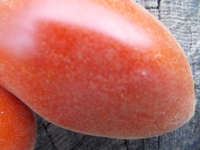  - SEMINTE ROSII - T 1130 SCEHERAZADE