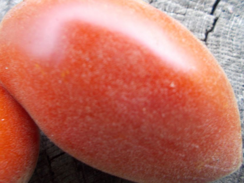  - SEMINTE ROSII - T 1130 SCEHERAZADE