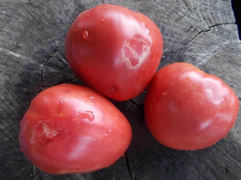  - SEMINTE ROSII - T 1066 BULL S HEART PINK