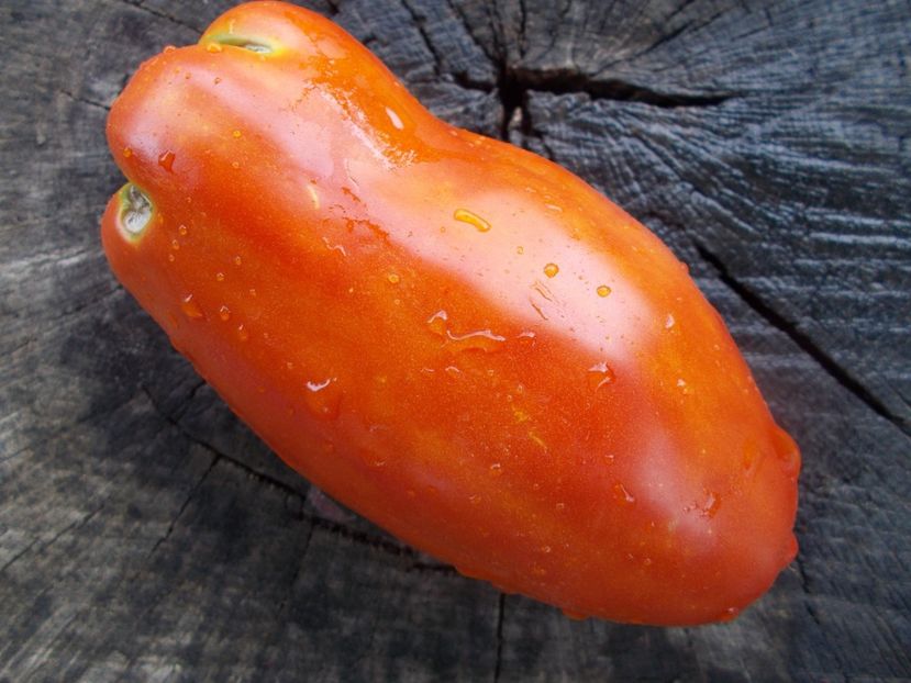  - SEMINTE ROSII - T 820 BIG RAY S ARGENTINA paste