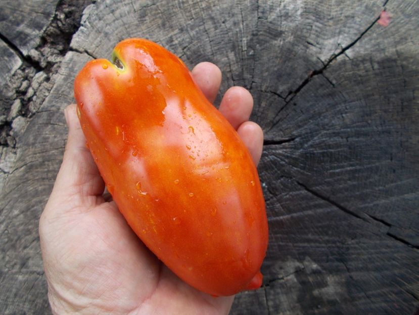  - SEMINTE ROSII - T 820 BIG RAY S ARGENTINA paste