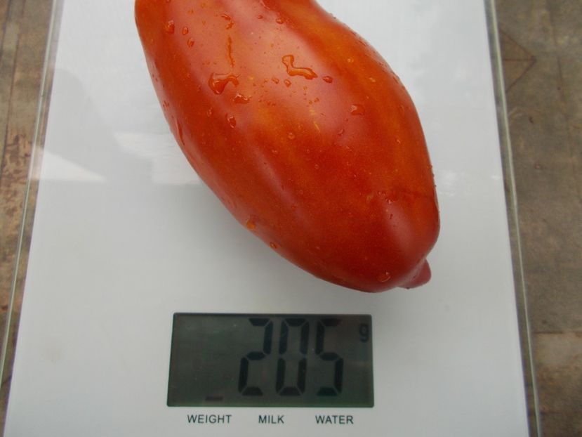  - SEMINTE ROSII - T 820 BIG RAY S ARGENTINA paste