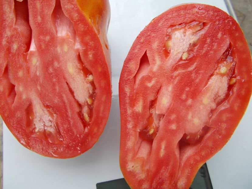  - SEMINTE ROSII - T 820 BIG RAY S ARGENTINA paste