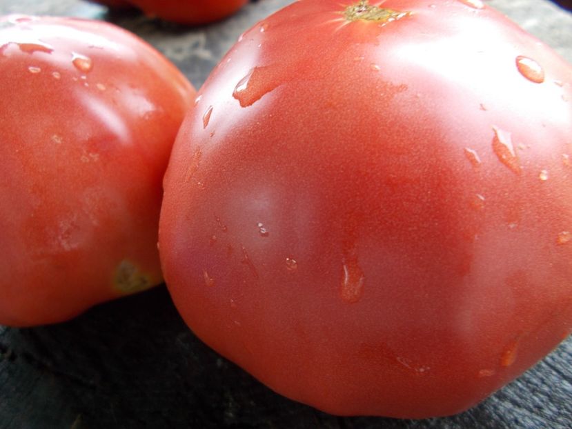  - SEMINTE ROSII - T 1068 HEART OF ROME