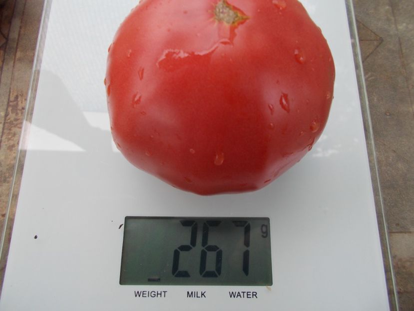  - SEMINTE ROSII - T 1068 HEART OF ROME